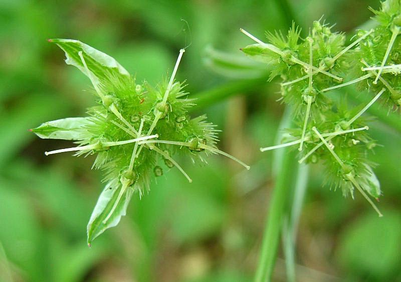 Orlaya grandiflora / Lappola bianca
